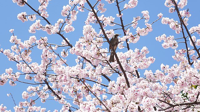 桜と鶯